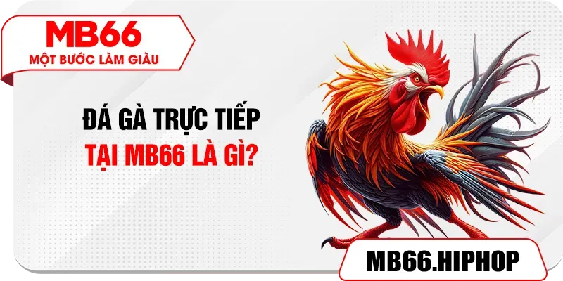 Đá gà trực tiếp tại MB66 là gì?