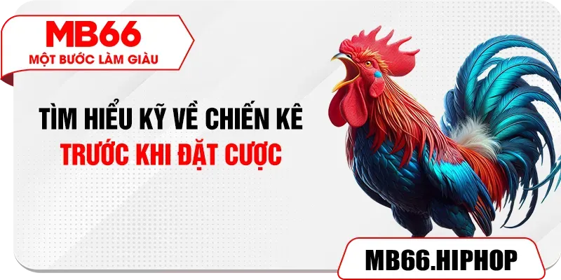 Tìm hiểu kỹ về chiến kê trước khi đặt cược